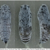 carch alceae pupa4 volg11